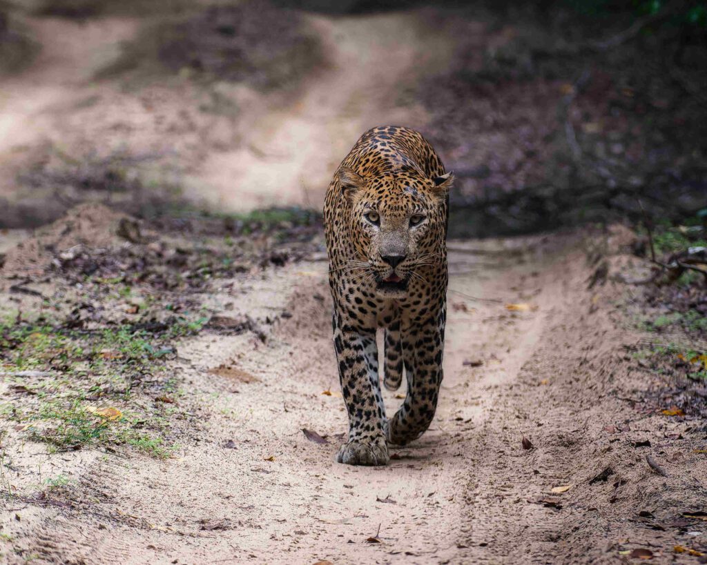 Sri Lankan Leopard in Yala