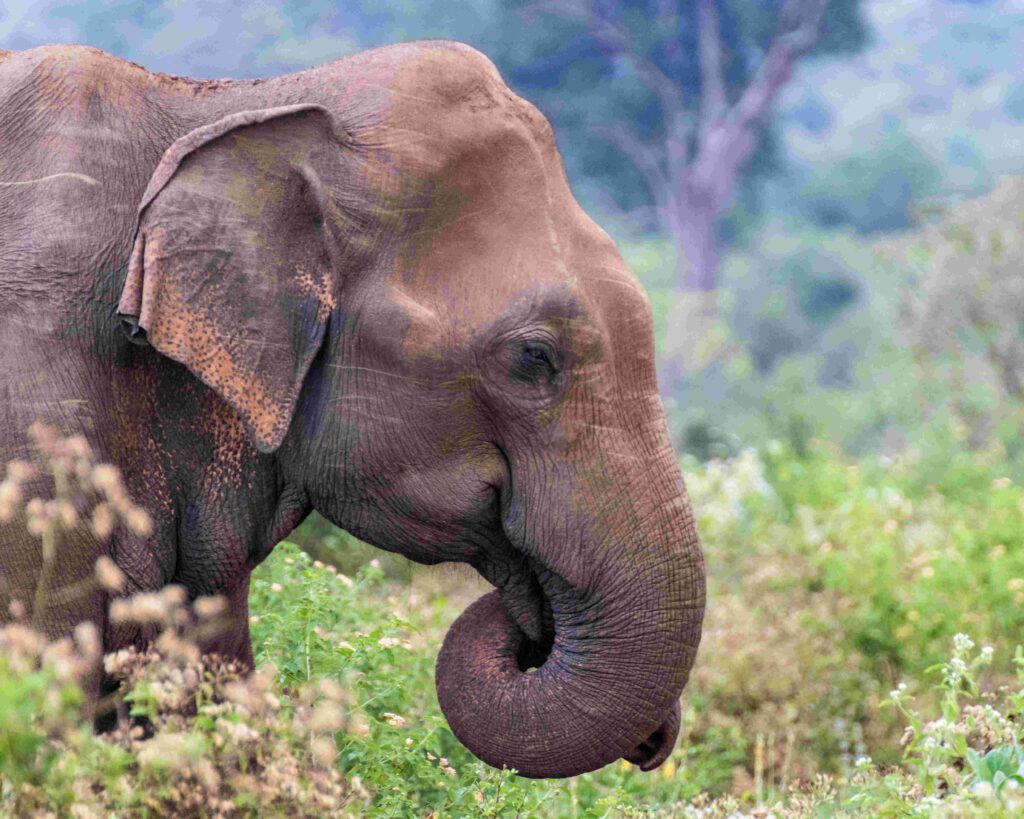 Sri Lankan (Asian) Elephant in the wild